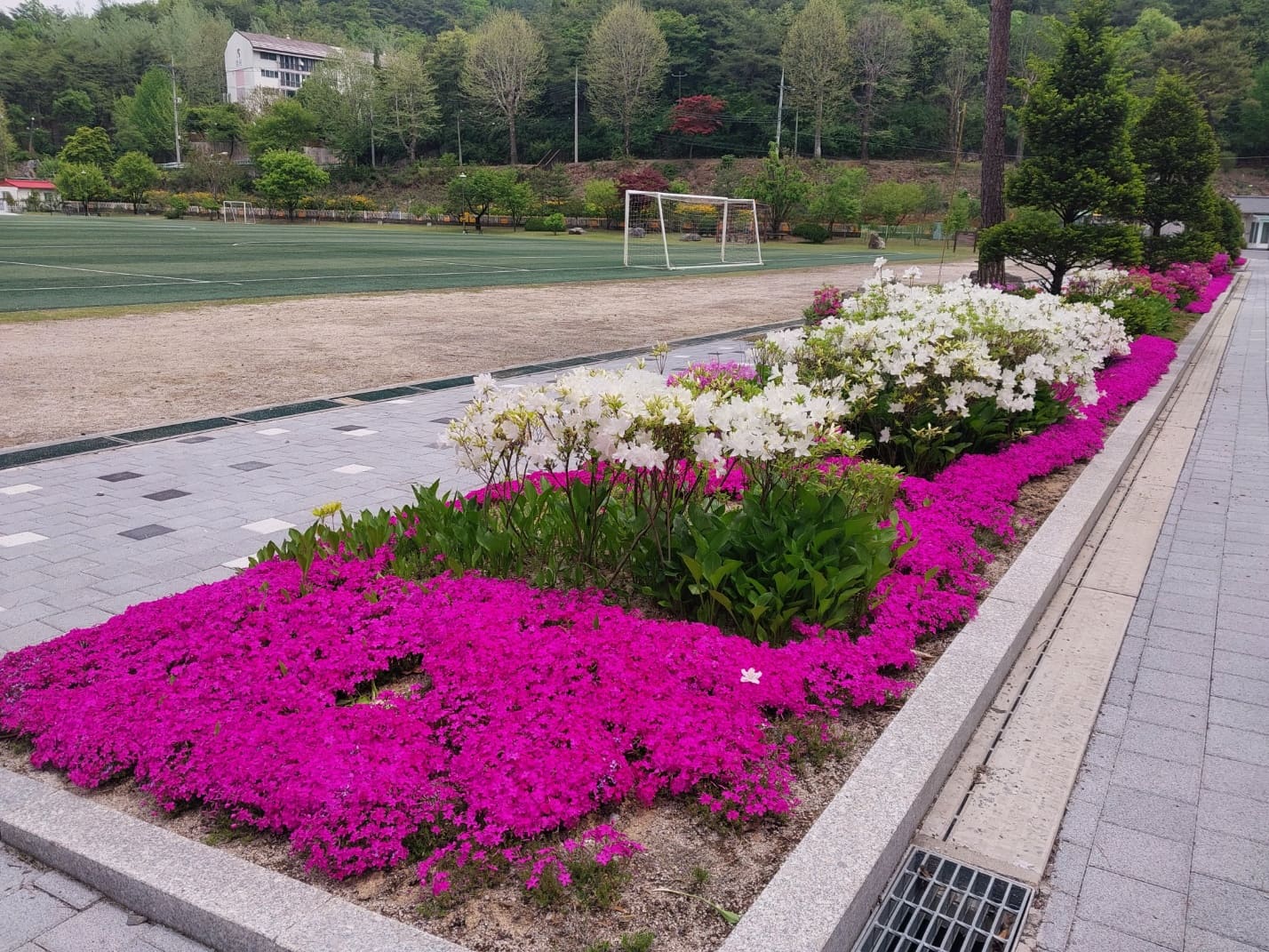 24학년도 쌍룡초등학교의 봄  사진